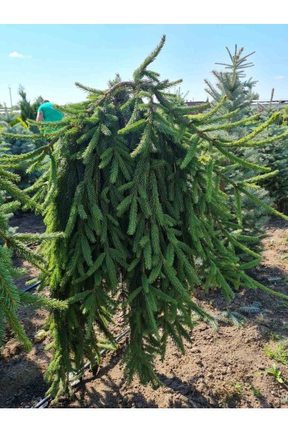 Ель плакучая Инверса на штамбе -  ком60кг/вис.160-170см/Ø60-80см/ШТАМБ 140-150см/обхват 14-16см